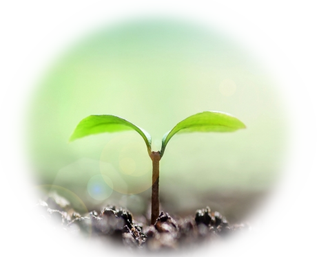 種が発芽するイメージ画像